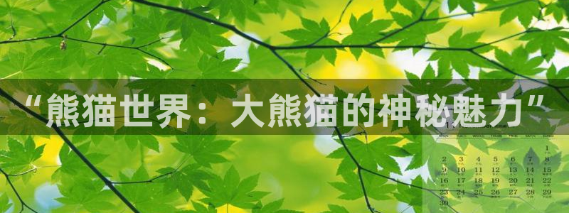 k8凯发(中国)天生赢家：“熊猫世界：大熊猫的神秘魅力”